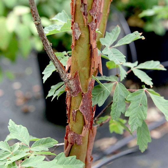 Acer griseum