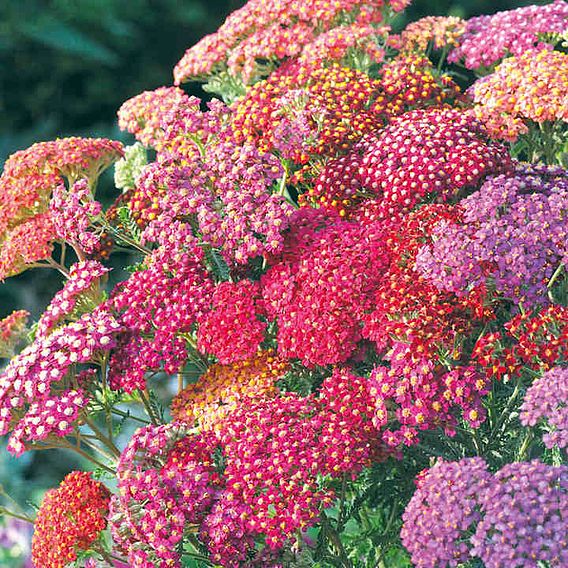 Achillea 'Summer Berries' - Seeds