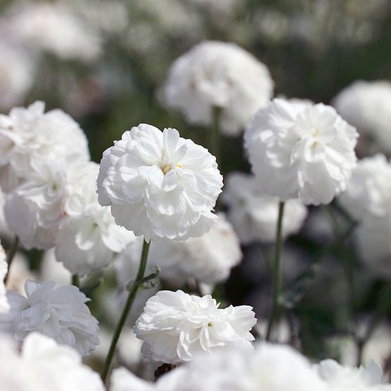 Achillea 'Ptarmica Noblessa' - Seeds