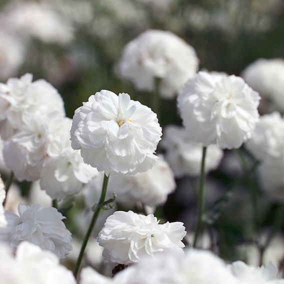 Achillea Seeds - Ptarmica Noblessa