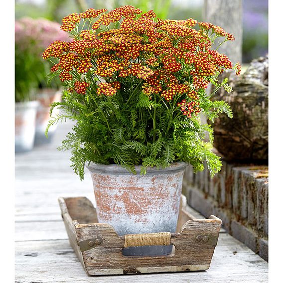 Achillea Milly Rock Red