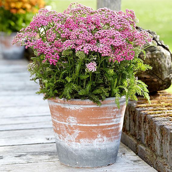 Achillea Milly Rock Rose