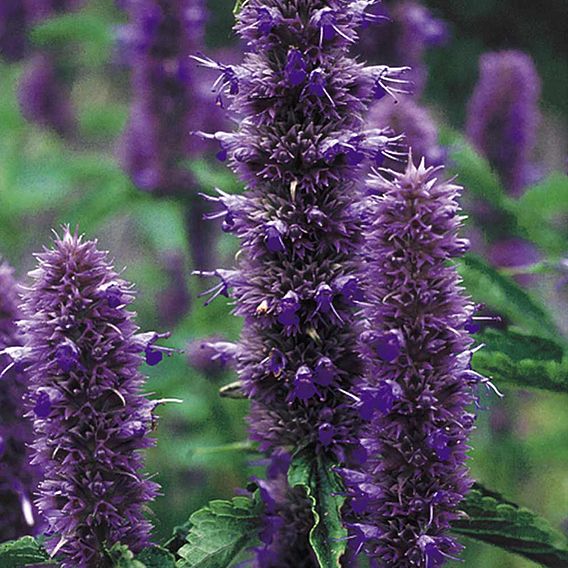 Agastache Seeds - Liquorice Blue