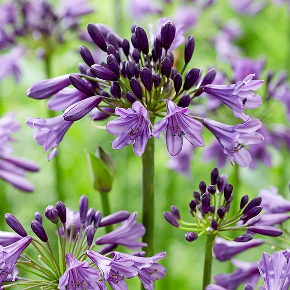 Agapanthus 'Poppin' Purple'