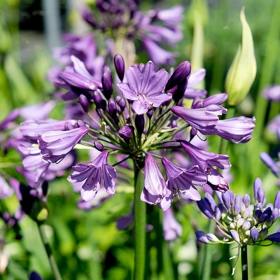 Agapanthus 'Poppin' Purple'