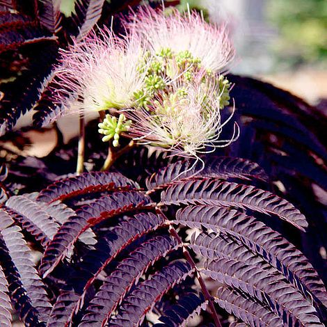 Albizia julibrissin 'Summer Chocolate'