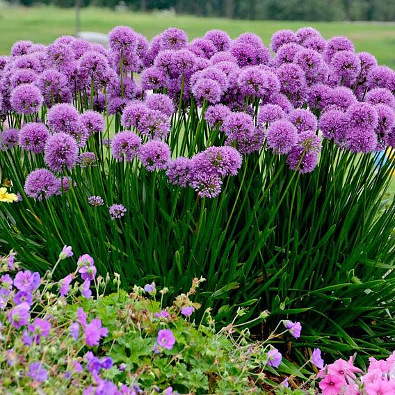 Allium 'Millenium'