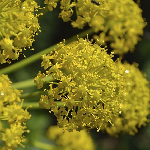 Allium Seeds - Yellow Allium