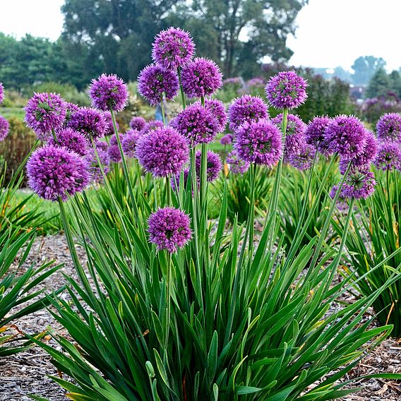 Allium Plants - Lavender Bubbles