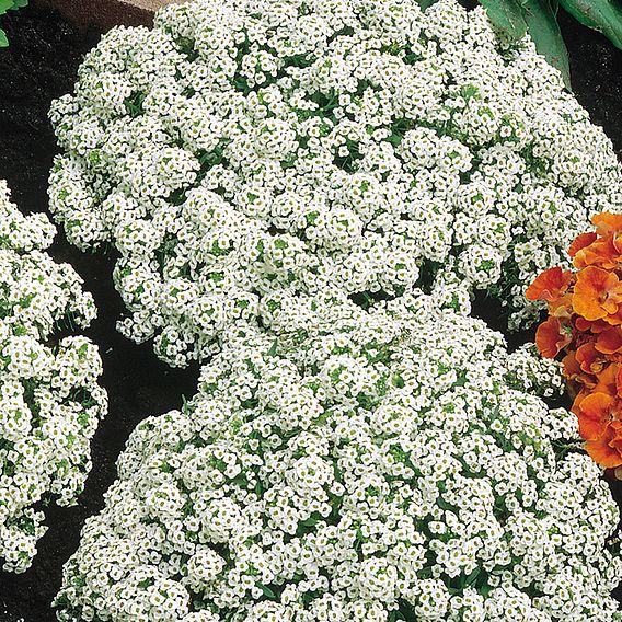 Alyssum Seeds - Carpet Of Snow