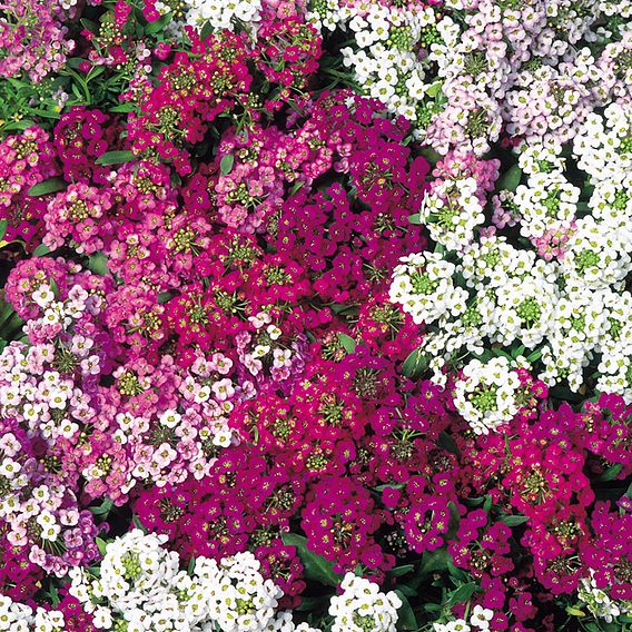 Alyssum 'Wandering Star' - Seeds