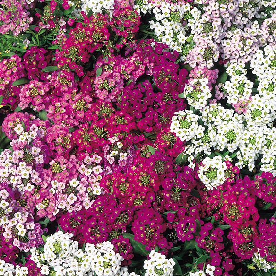 Alyssum Seeds - Wandering Star