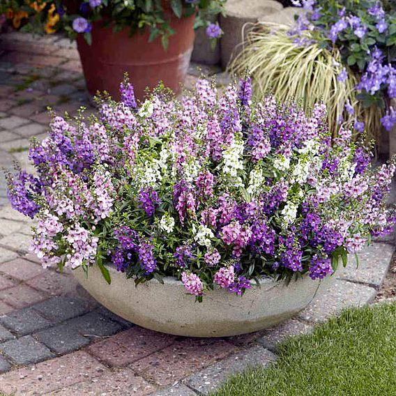 Angelonia Seeds - Serena Mix