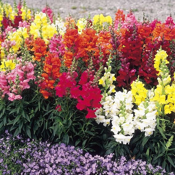 Antirrhinum Seeds - Sonnet Mixed F1