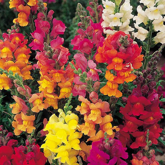 Antirrhinum 'Dobies Giant-Flowered Mixed' - Seeds