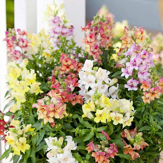 Antirrhinum 'Reminiscent Mixed' F1 - Seeds