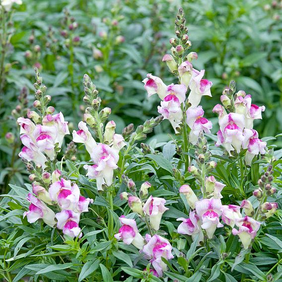 Antirrhinum 'Lipstick Silver' - Seeds