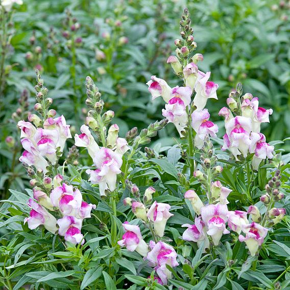 Antirrhinum - Lipstick Silver