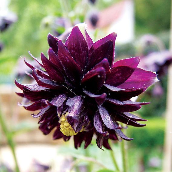 Aquilegia vulgaris var. stellata 'Black Barlow'