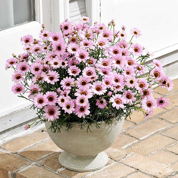 Argyranthemum 'GranDaisy Pink'