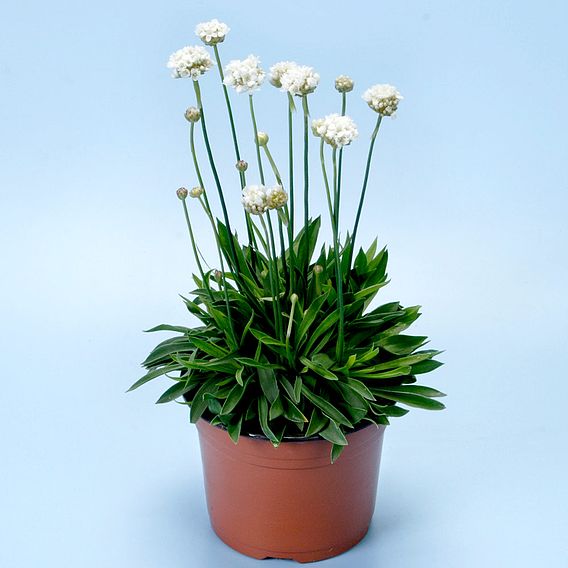 Armeria Plants - Ballerina White