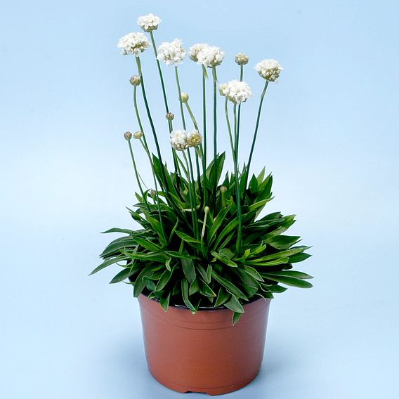 Armeria 'Ballerina White'