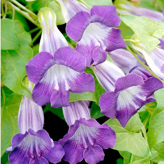Asarina 'Joan Lorraine' - Seeds