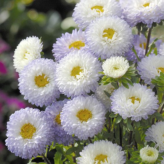 Aster 'Matsumoto White Tipped Blue' - Seeds