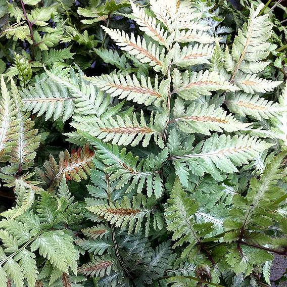 Athyrium niponicum f. metallicum