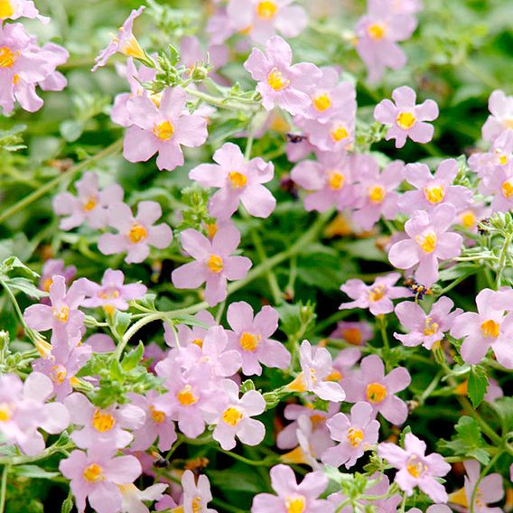 Bacopa 'Blutopia' - Seeds
