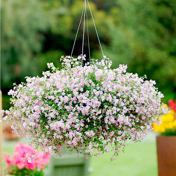 Bacopa 'Blutopia' - Seeds