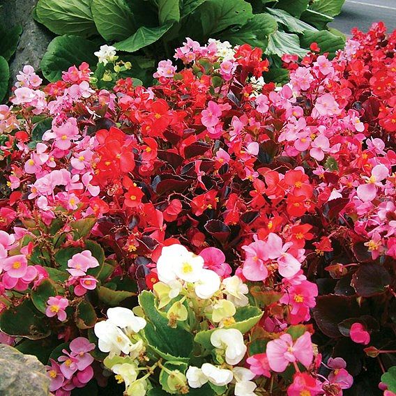 Begonia 'Super Hybrid Mixed' F1 - Pellet Seeds