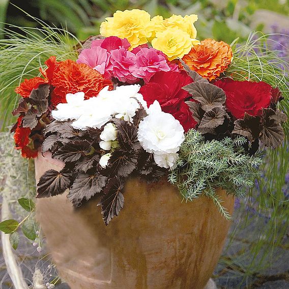 Begonia 'Nonstop Mocca Mixed' F1 - Pellet Seeds