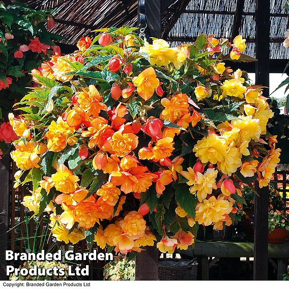 Begonia x tuberhybrida 'Apricot Shades Improved' F1 Hybrid