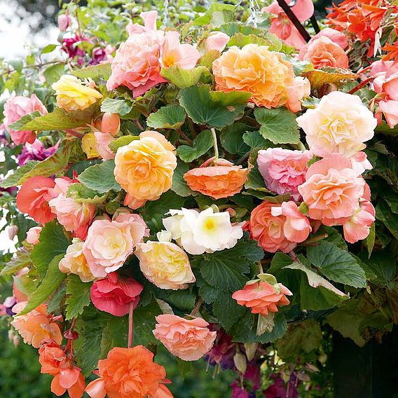 Begonia 'Parisienne Trailing'