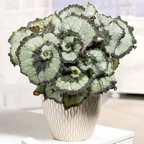 Begonia 'Escargot'