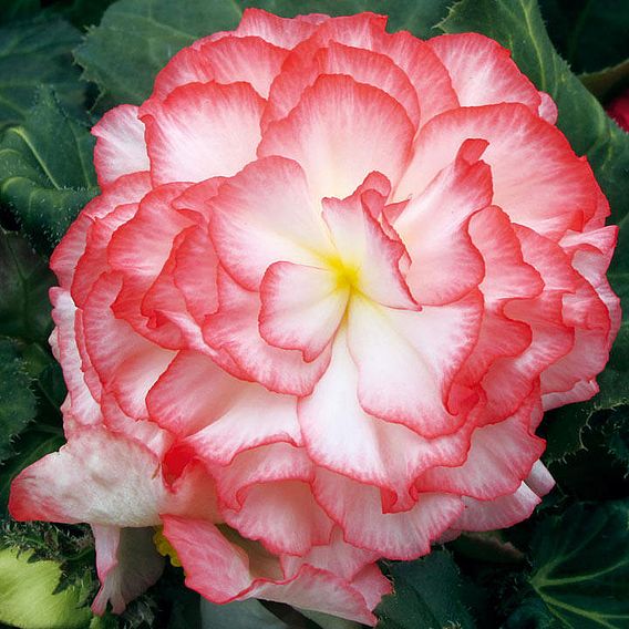 Begonia 'Nonstop Rose Petticoat'