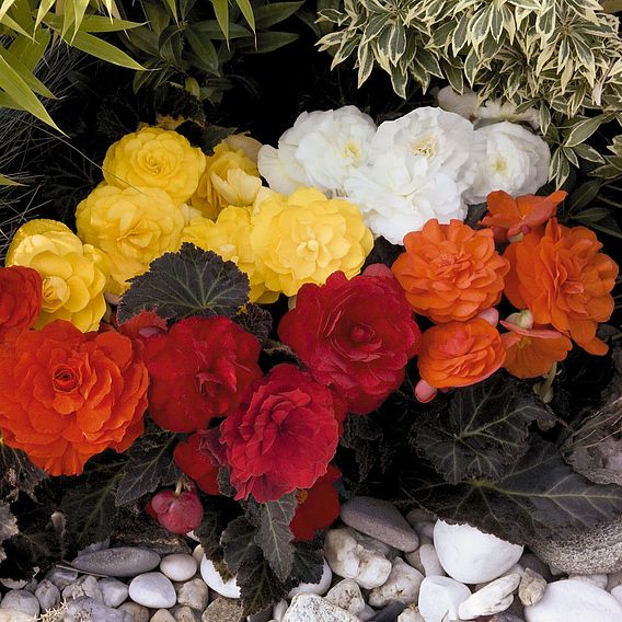 Begonia x tuberhybrida 'Nonstop Mocca Mixed'