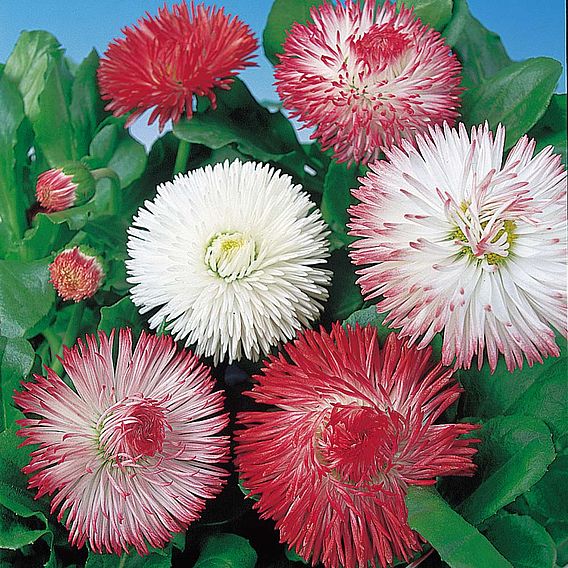 Bellis Seeds - Giant-Flowered Mixed