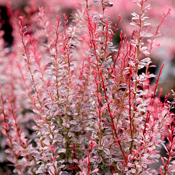 Berberis thunbergii f. atropurpurea 'Rosy Rocket'