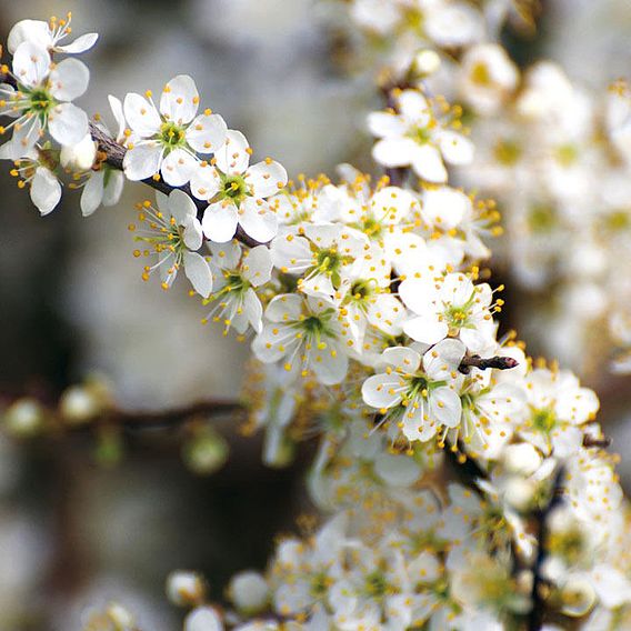 Blackthorn (Hedging)