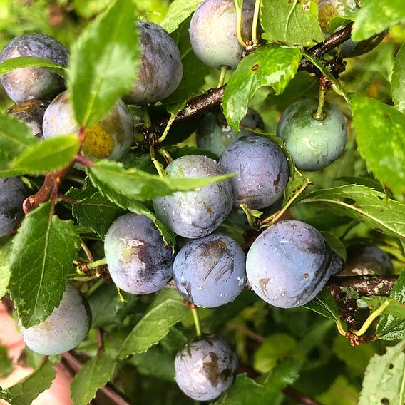 Blackthorn (Hedging)