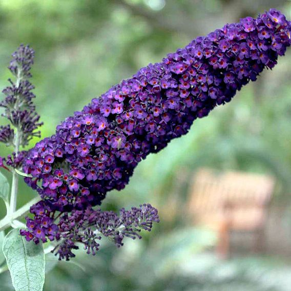 Buddleja davidii 'Black Knight'