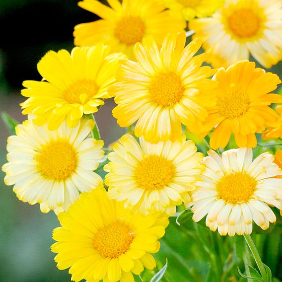 Calendula - Citrus Daisy Mix