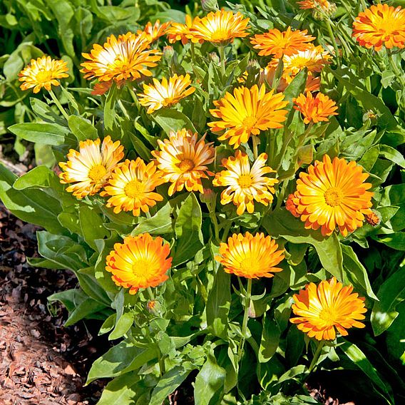 Calendula 'Oopsy Daisy' - Seeds