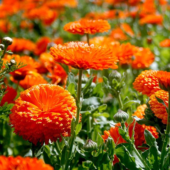 Calendula - Orange King 