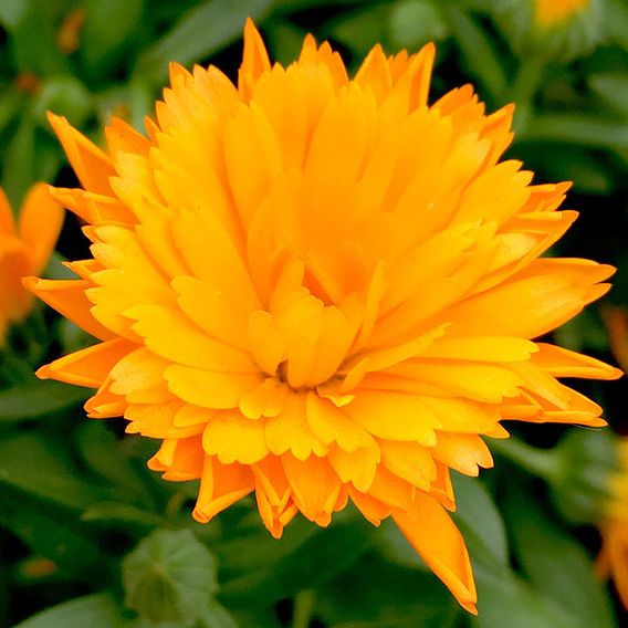 Calendula 'Power Daisy' Collection