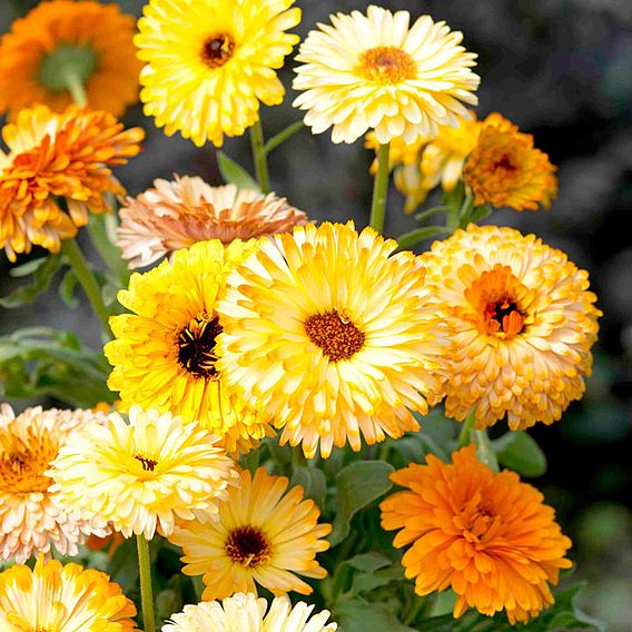 Calendula Seeds - Playtime Mixed F1