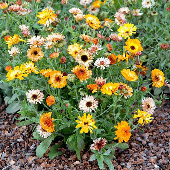 Calendula Seeds - Playtime Mixed F1