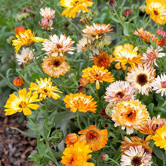 Calendula Seeds - Playtime Mixed F1